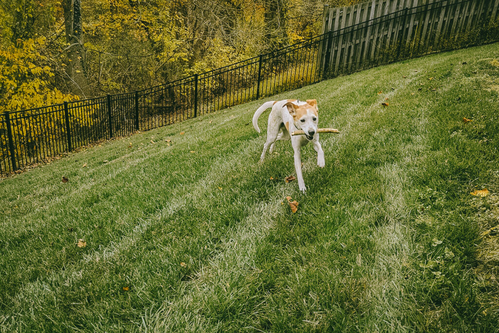 Tracking steps on the app while playing fetch with their dog.